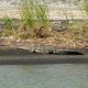 109- Un crocodile sur la berge du lac Gatun 
